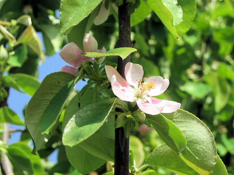 Chaenomeles sinensis