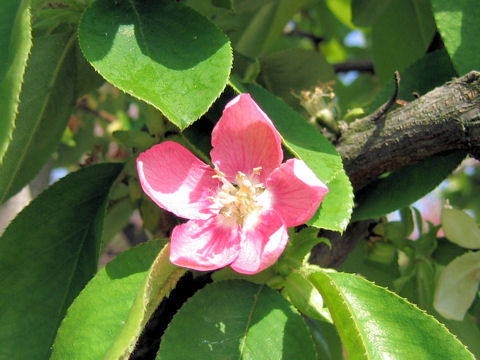 Chaenomeles sinensis