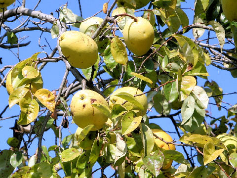 Chaenomeles sinensis