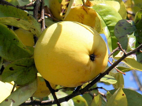 Chaenomeles sinensis