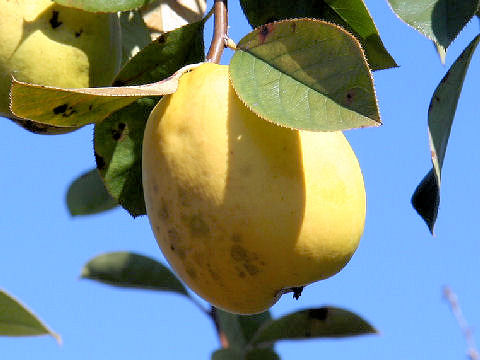 Chaenomeles sinensis