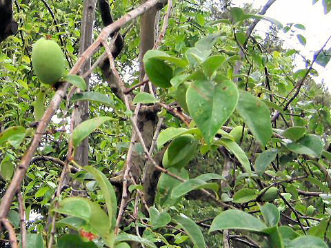 Chaenomeles sinensis