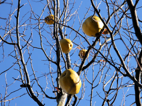 Chaenomeles sinensis