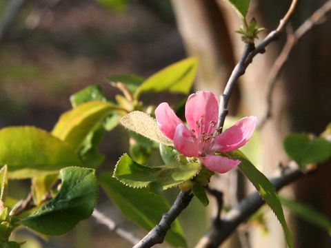 Chaenomeles sinensis