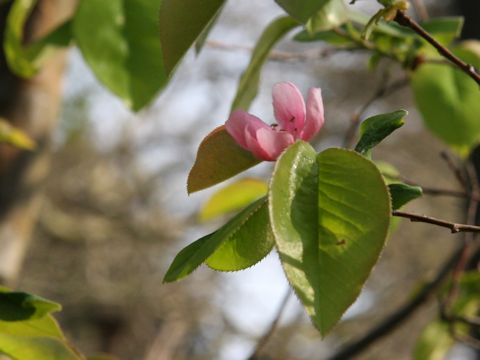 Chaenomeles sinensis