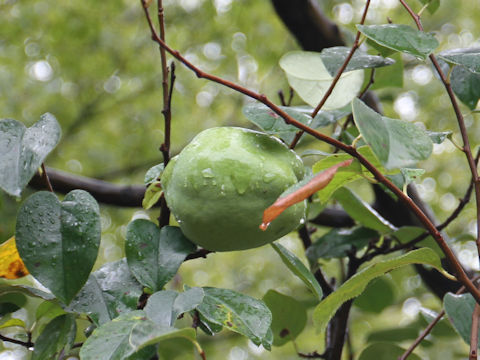 Chaenomeles sinensis