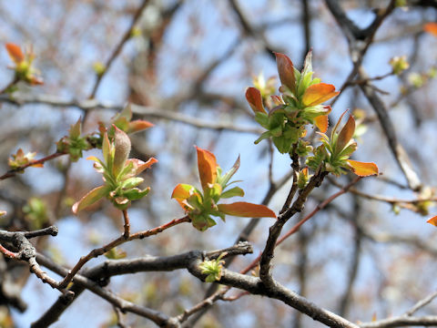 Chaenomeles sinensis