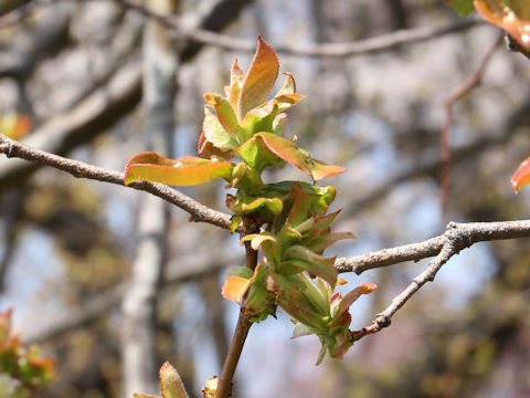 Chaenomeles sinensis