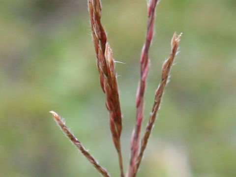 Miscanthus tinctorius