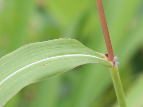 Miscanthus tinctorius