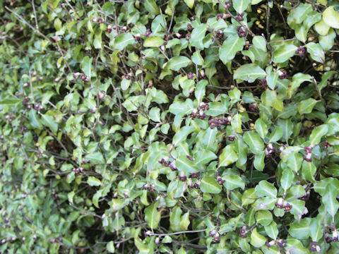 Pittosporum crassifolium