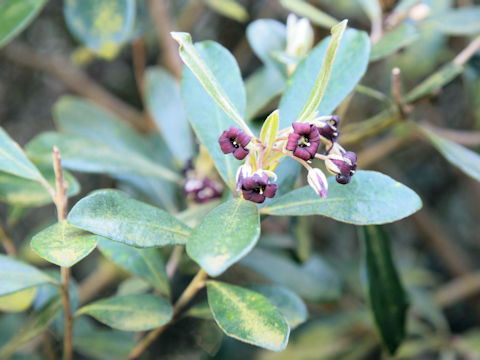 Pittosporum crassifolium