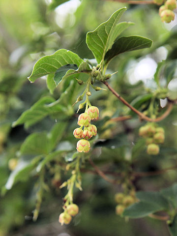 Enkianthus sikokianus