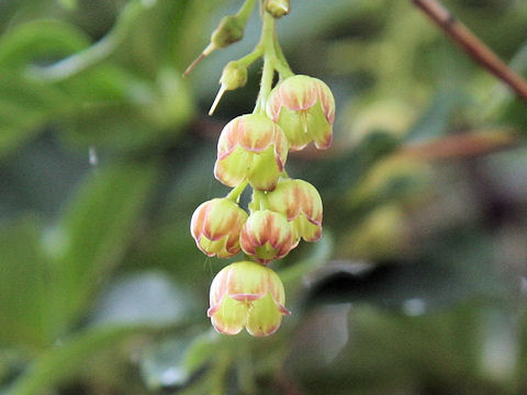 Enkianthus sikokianus