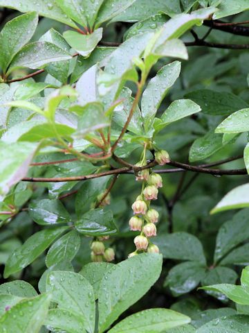 Enkianthus sikokianus