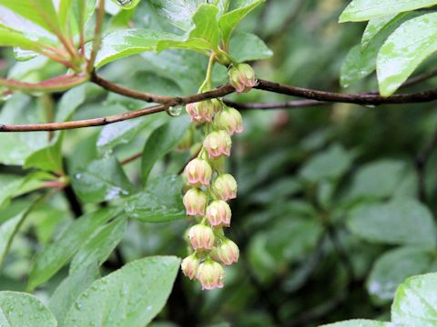 Enkianthus sikokianus