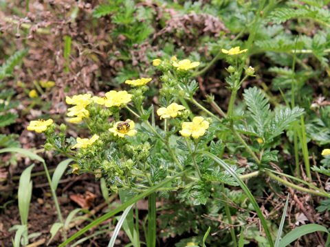 Potentilla chinensis