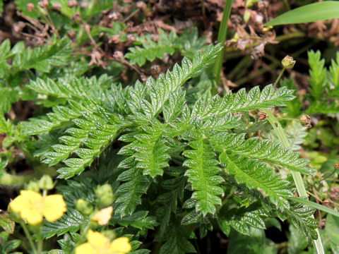 Potentilla chinensis