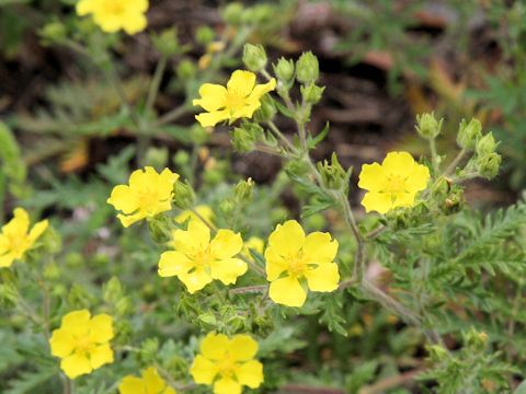 Potentilla chinensis