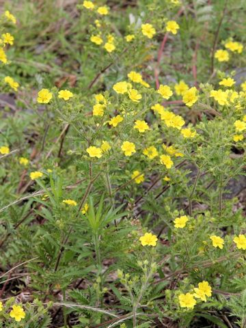 Potentilla chinensis