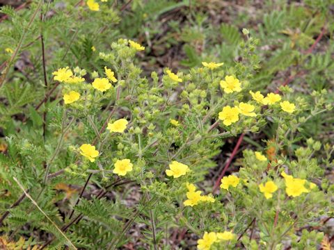 Potentilla chinensis