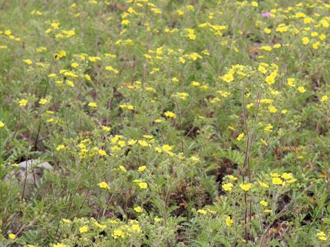 Potentilla chinensis