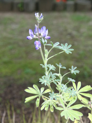 Lupinus hirsutus