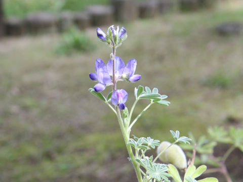 Lupinus hirsutus