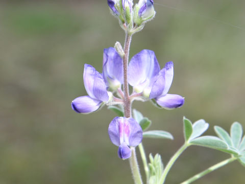 Lupinus hirsutus