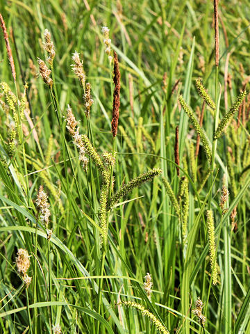 Carex dispalata