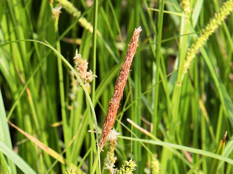 Carex dispalata