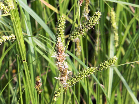 Carex dispalata