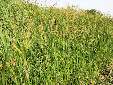 Carex dispalata