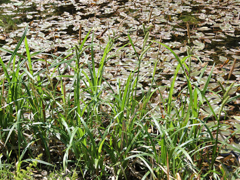 Carex dispalata