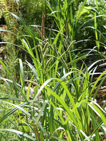 Carex dispalata