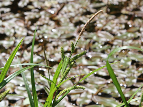 Carex dispalata