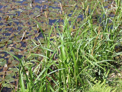 Carex dispalata