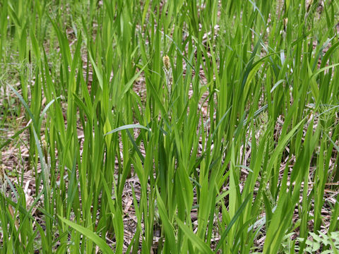 Carex dispalata