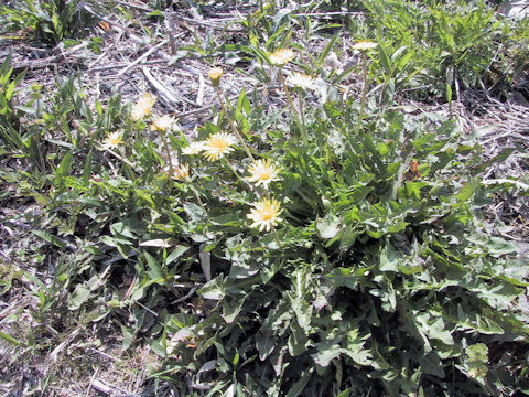 Taraxacum japonicum