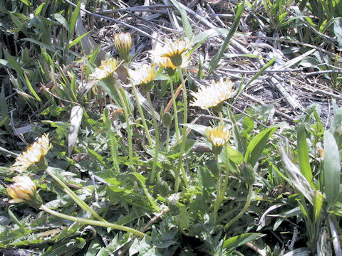 Taraxacum japonicum