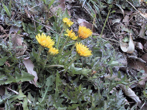 Taraxacum japonicum