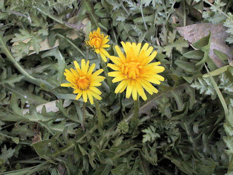 Taraxacum japonicum