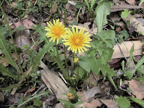 Taraxacum japonicum