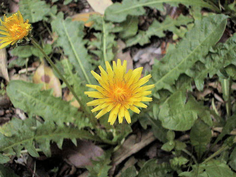 Taraxacum japonicum