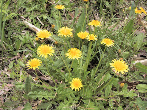 Taraxacum japonicum