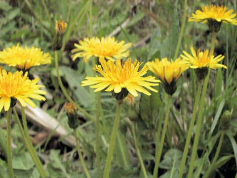 Taraxacum japonicum