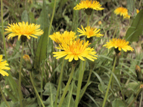 Taraxacum japonicum