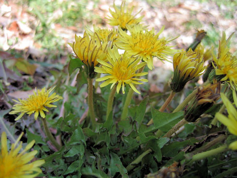 Taraxacum japonicum