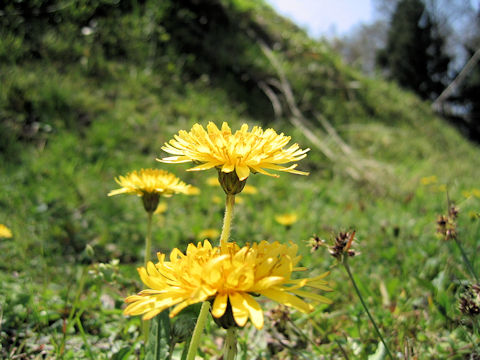 Taraxacum japonicum