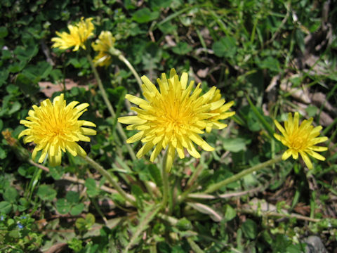 Taraxacum japonicum